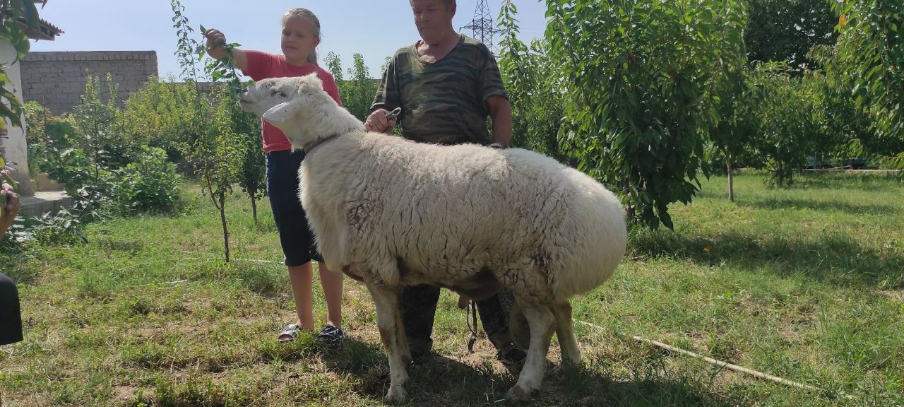 Продам . Элитные бараны