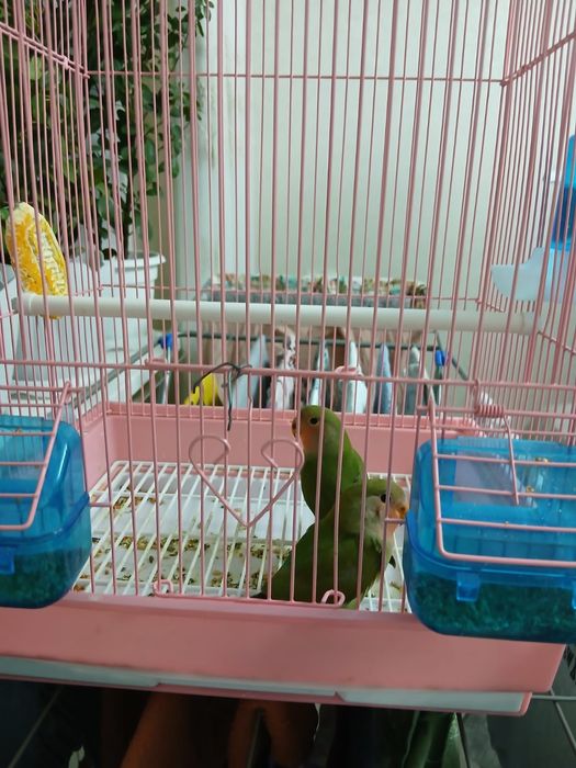 Продаются попугаи вместе с клеткой