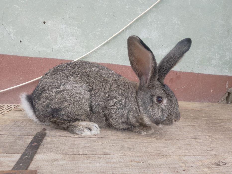 Vând iepuri prețuri foarte BUNE !!!