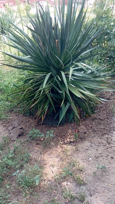 Цветы индийский юка