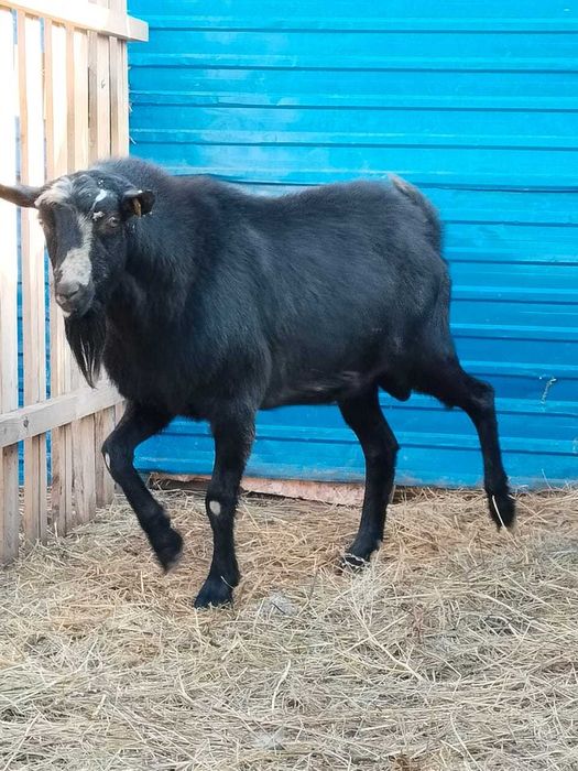 Продам Альпийского козла