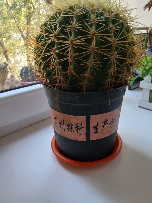 Продаётся кактус (golden barrel cactus)