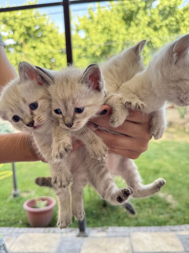 Продам котята парода сиамский шиншыла