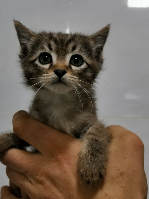 Котята в хорошие добрые руки