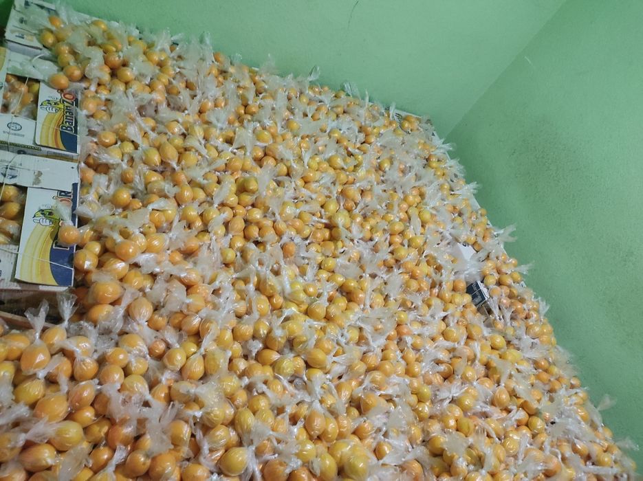 Mir navgli limon Hosili. 50.000 SUM