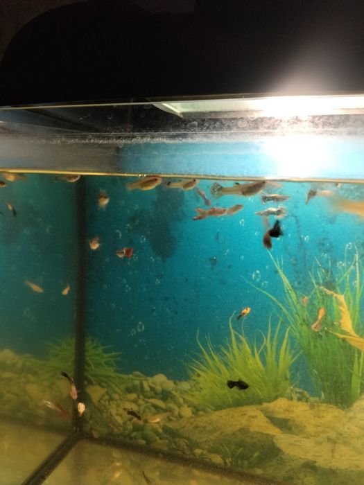 Аквариумные рыбки