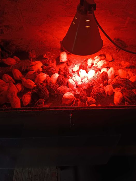 Prepelițe la două săptămâni