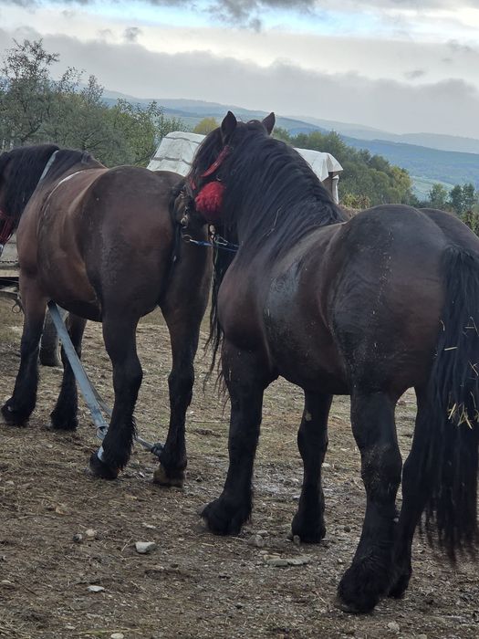 Armăsar disponibil pt monta