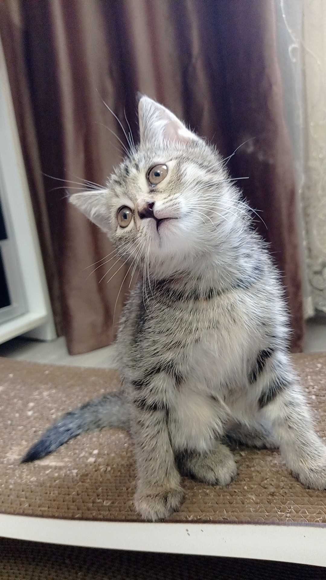 Котенок ищет своих хозяев