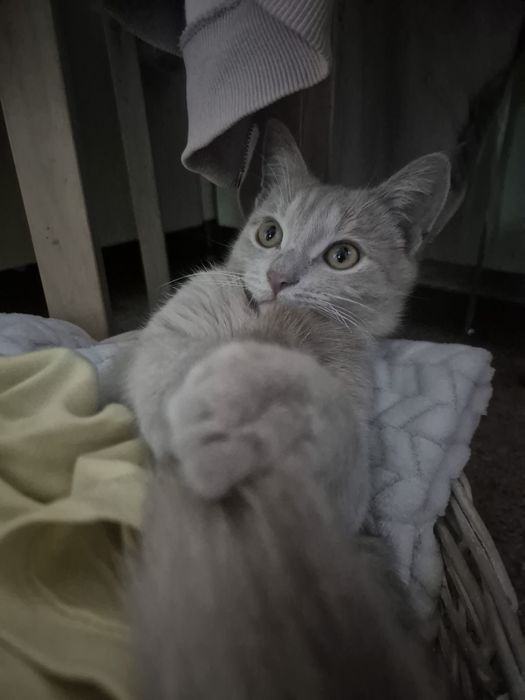 отдам кота в добрые руки