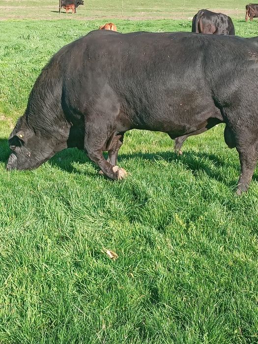 Angus taur cu acte in regula 5 ani