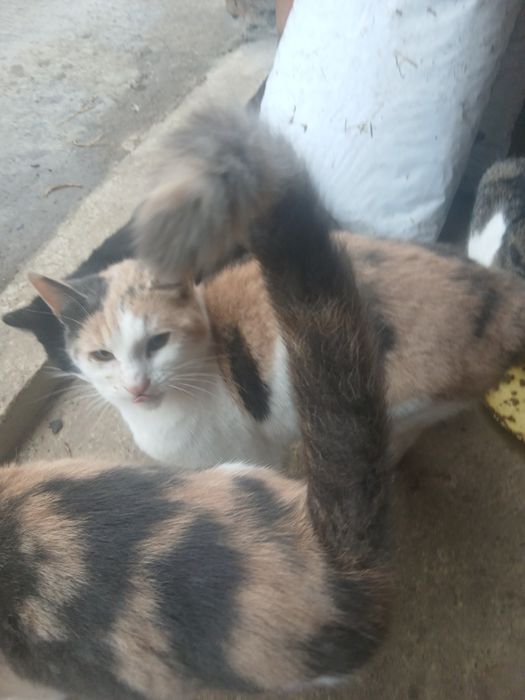 Pisicuțe gratis donez