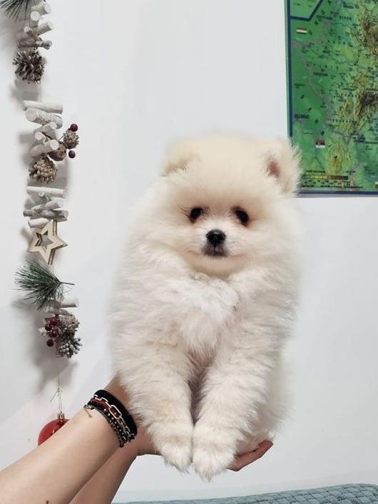 Pomeranian băiat superb de vânzare!