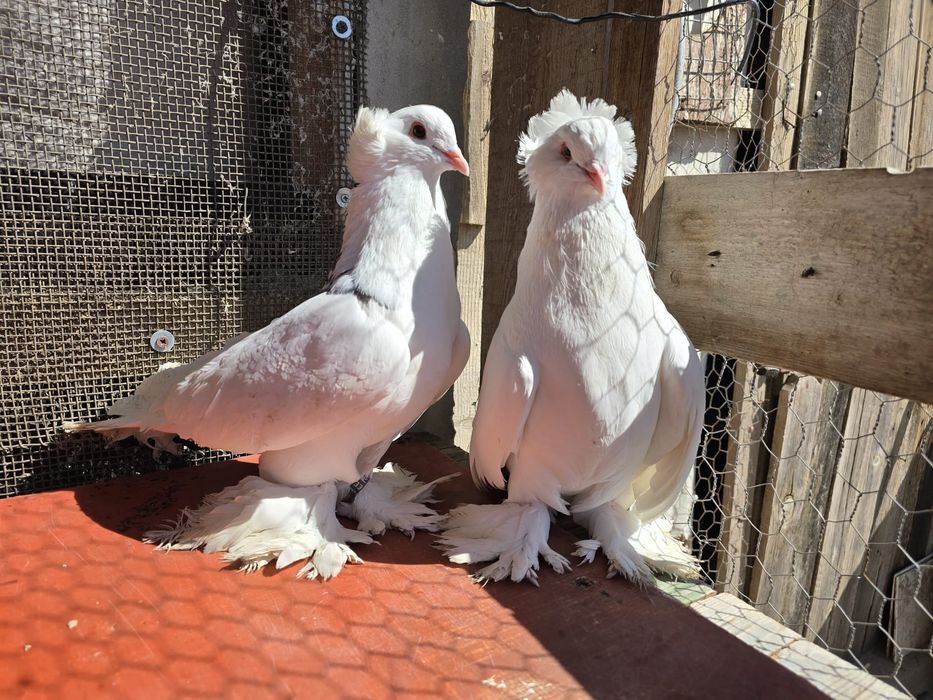 Pereche porumbei maghiari