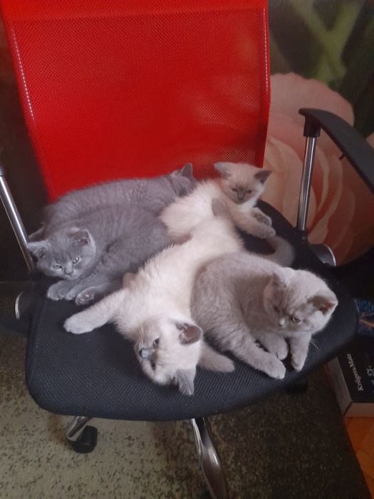 Pui British Shorthair