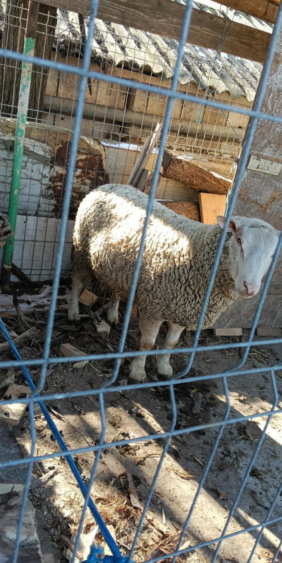 Berbec de vânzare