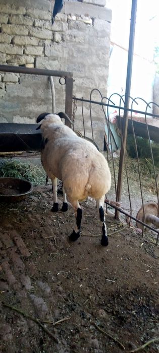 Семиз  Кучкор сотилади когонда