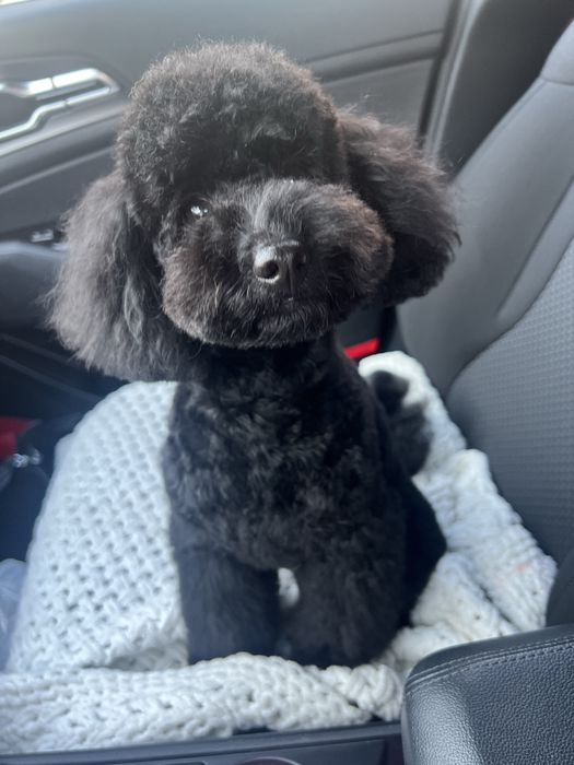 Вязка собак! Ищем девочку для мальтипуF2