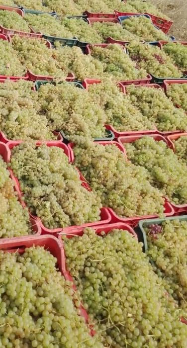Struguri de pentru vin