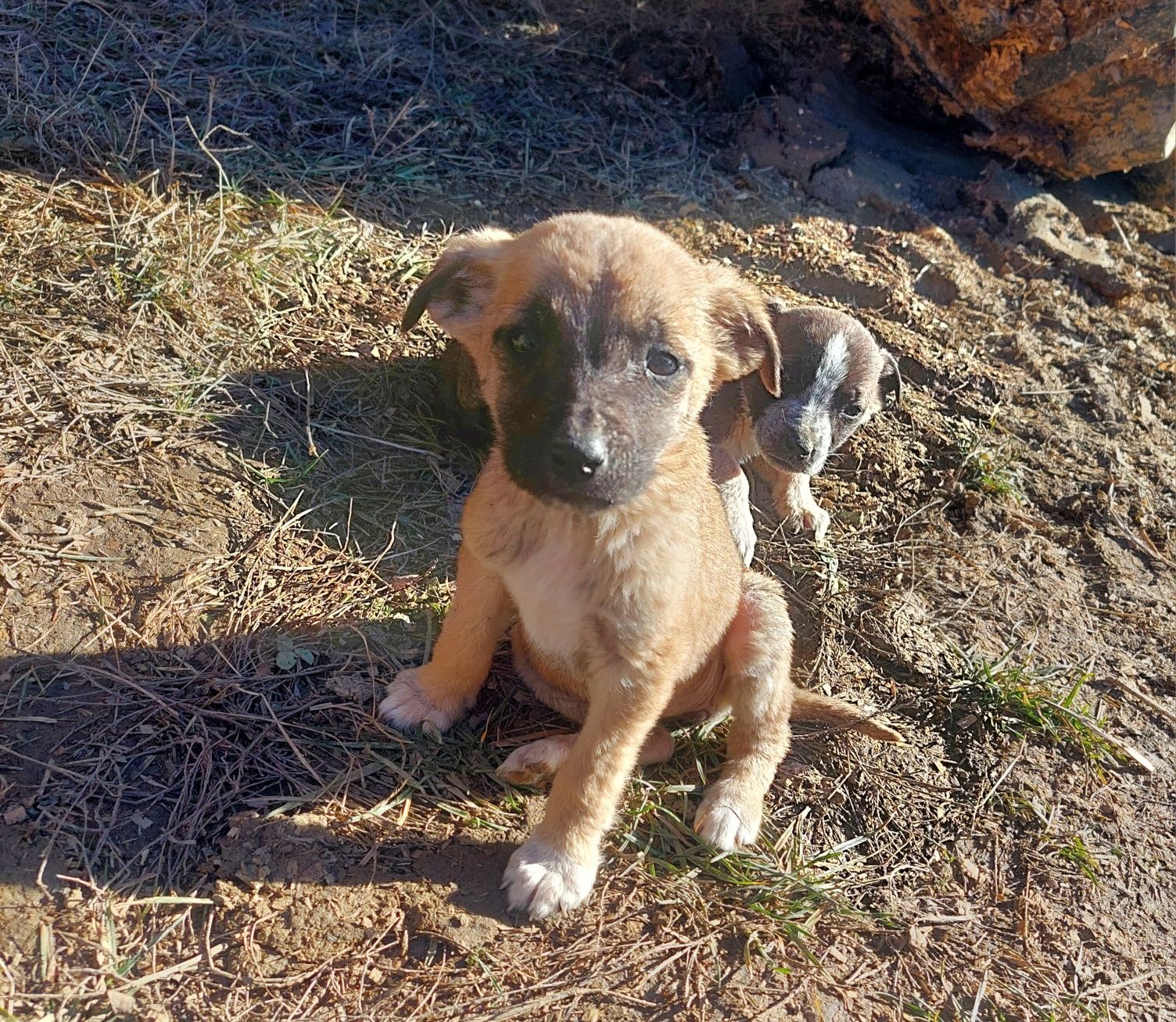 Donez 3 cățeluși (fetițe) unor iubitori de animale .