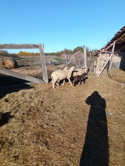 Vând 10 oi gestante tinere prima și a doua fătare