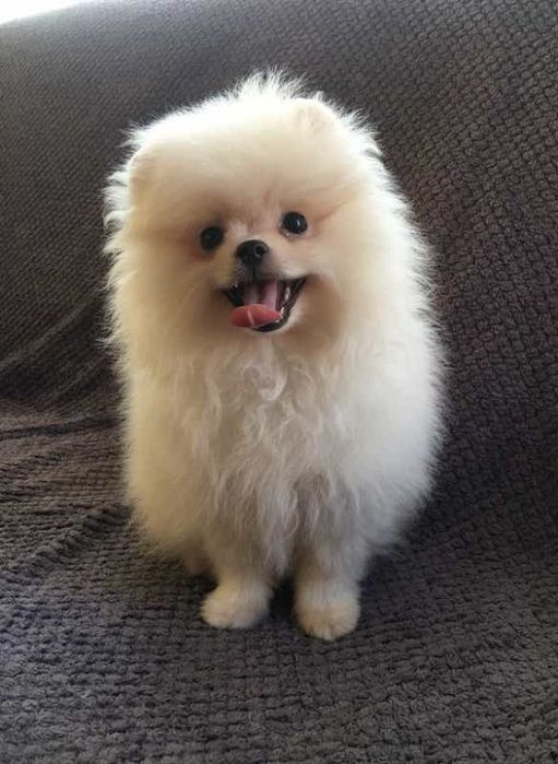 Продаётся мини шпиц