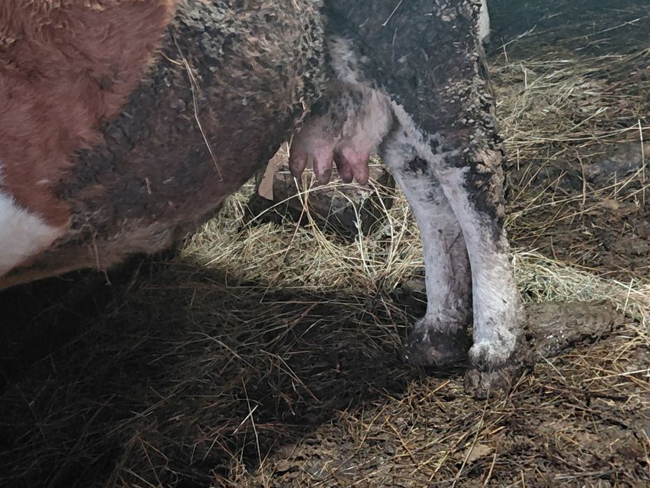 Vând doua vaci baltate românești