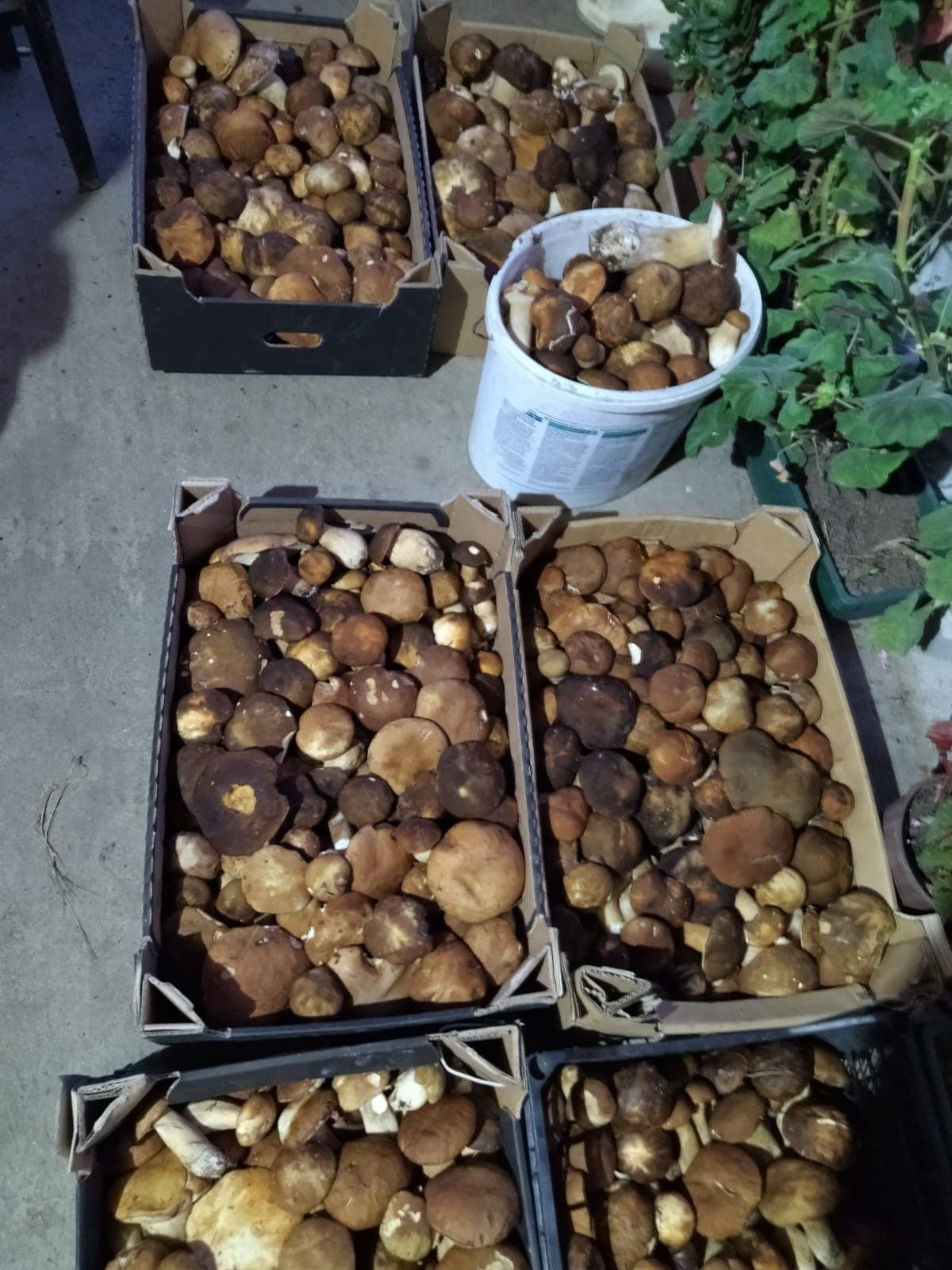 Vand manatarci ( hribi / boletus )