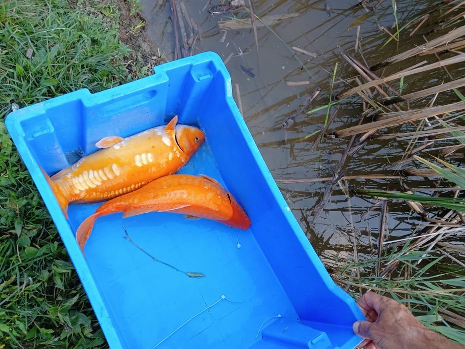 Larve crap Koi prod 2026