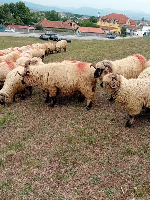 Berbeci bucalai de vanzare