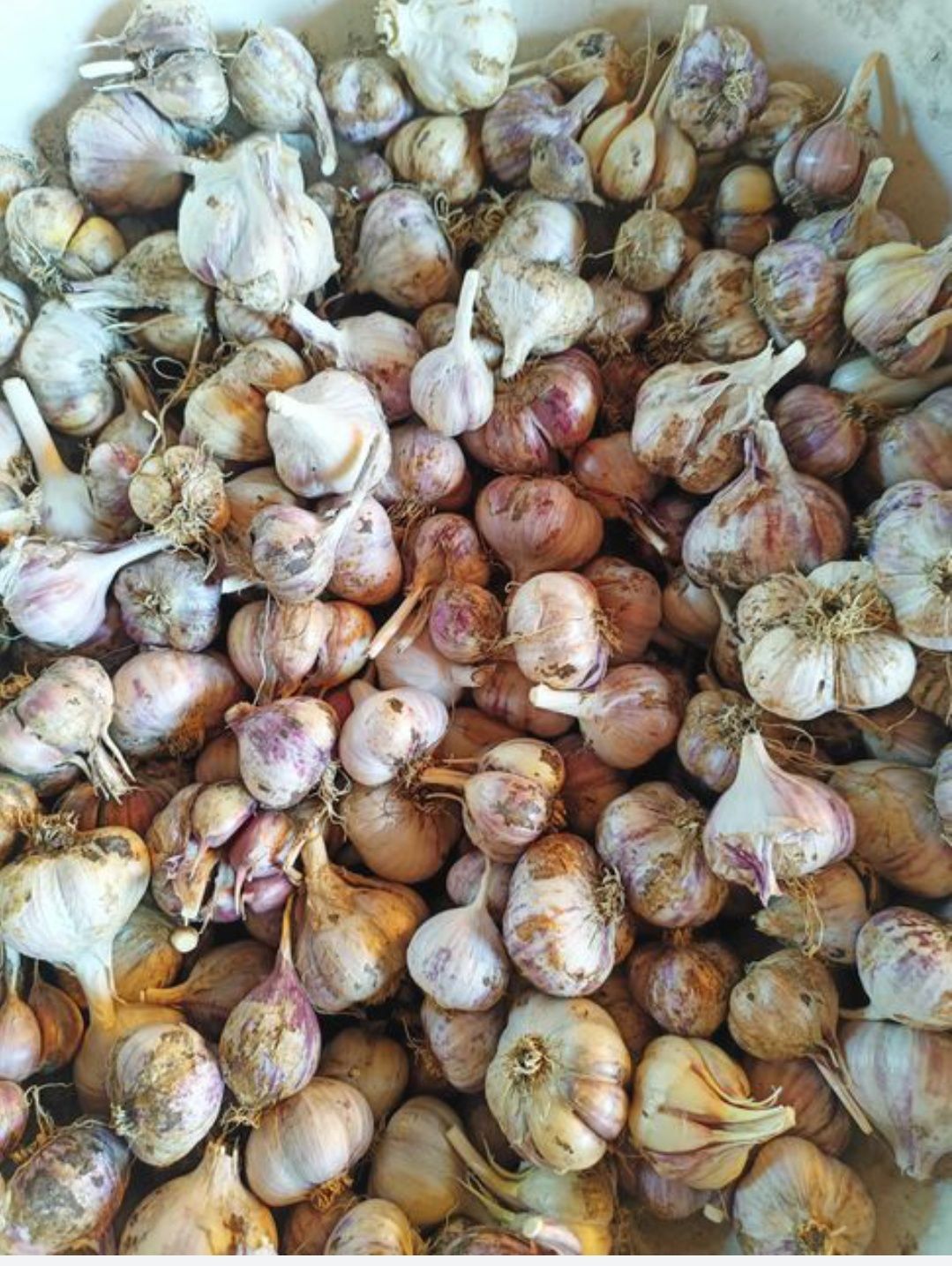Продаю чеснок для посадки