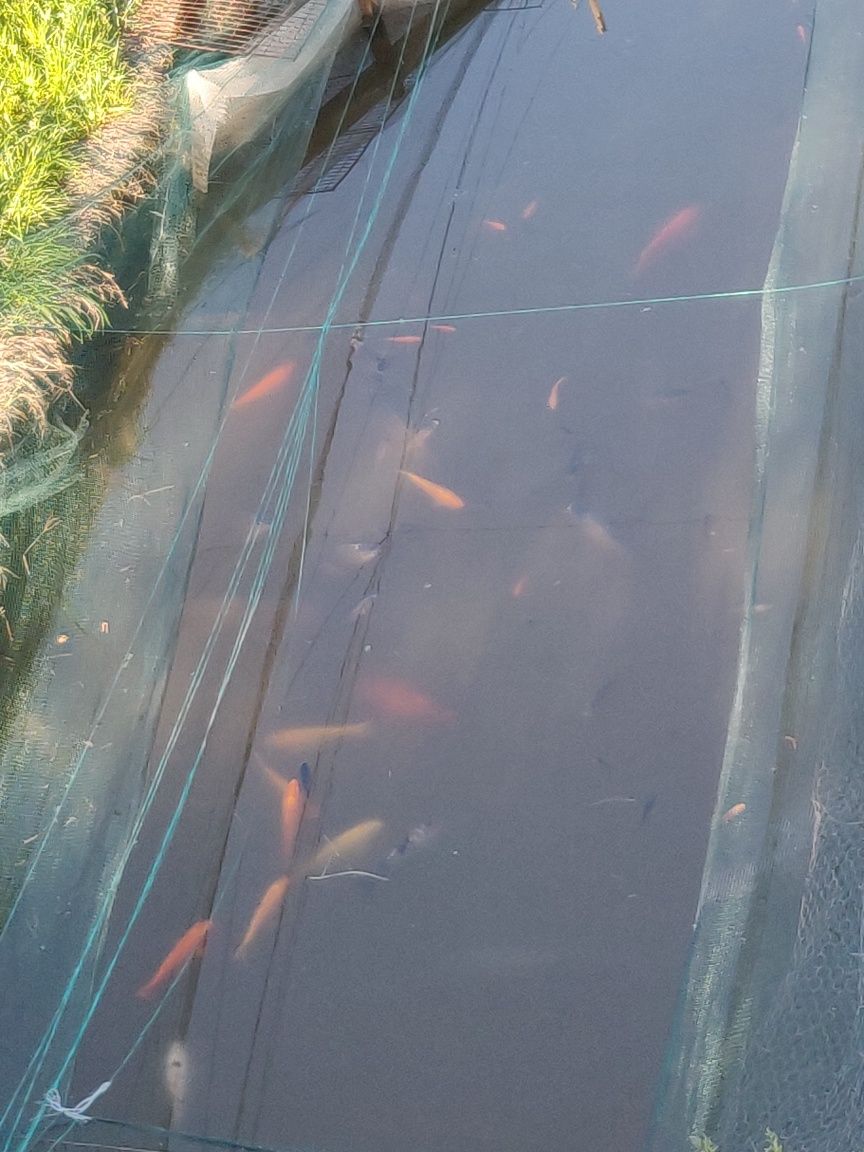 Crap koi, pește ,pești de o vară pt populare bal