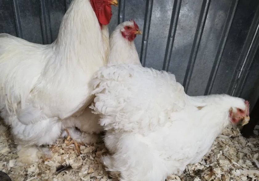 Familii de gaini de rase mari deosebite 3+1