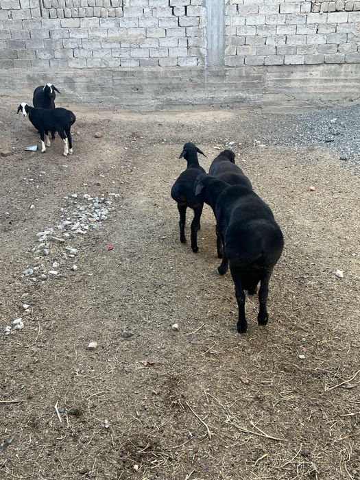 Тоза куйлар срочно сотилади, бокиб купайтириш учун!