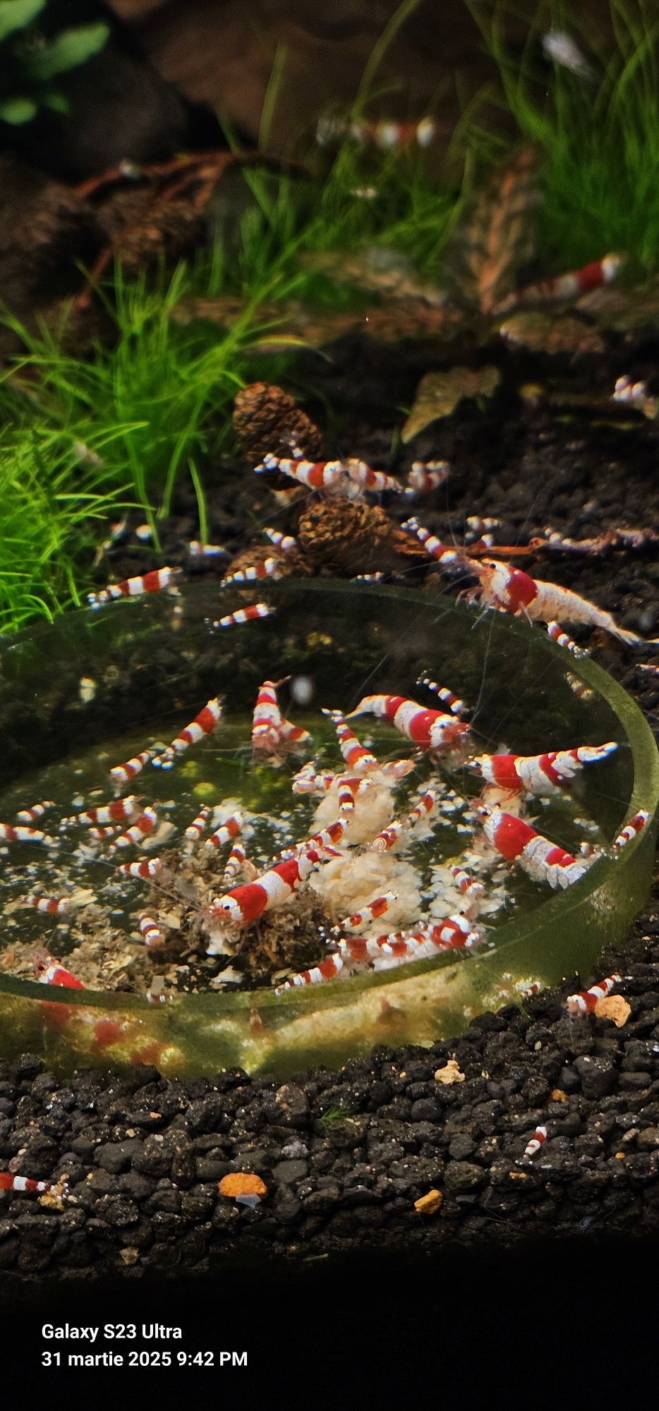 Creveti Red Crystal