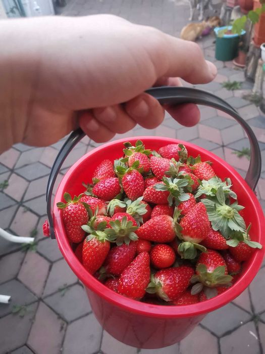 Capsuni de toamna din soiul murano dulci si gustoase crescute ecologic