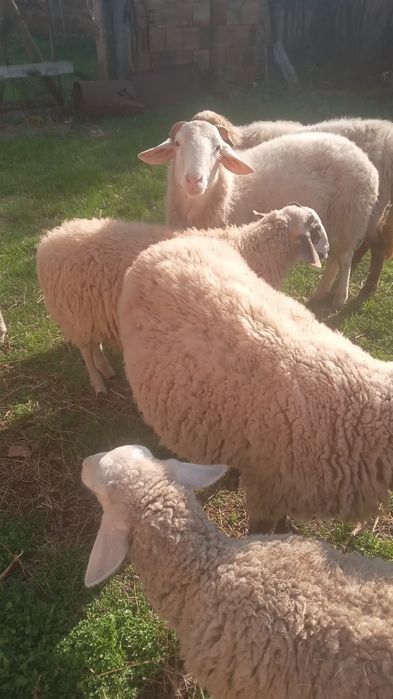 Продават се повече информация в описанието на обявата