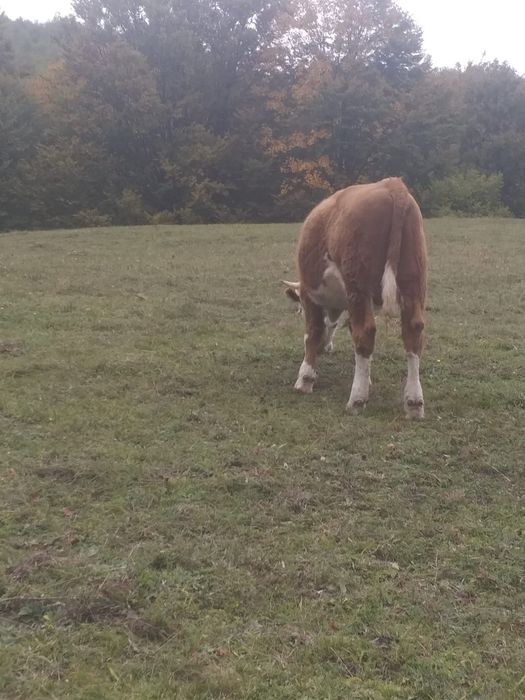 Vând tăuraș de doi ani