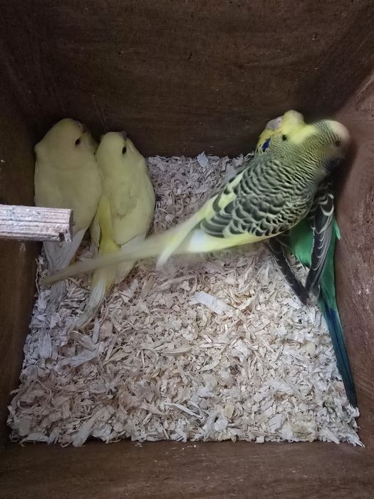 Perusi foarte blânzi