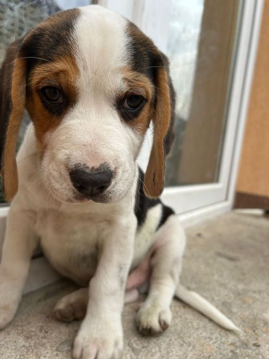 Cățel Beagle Tricolor