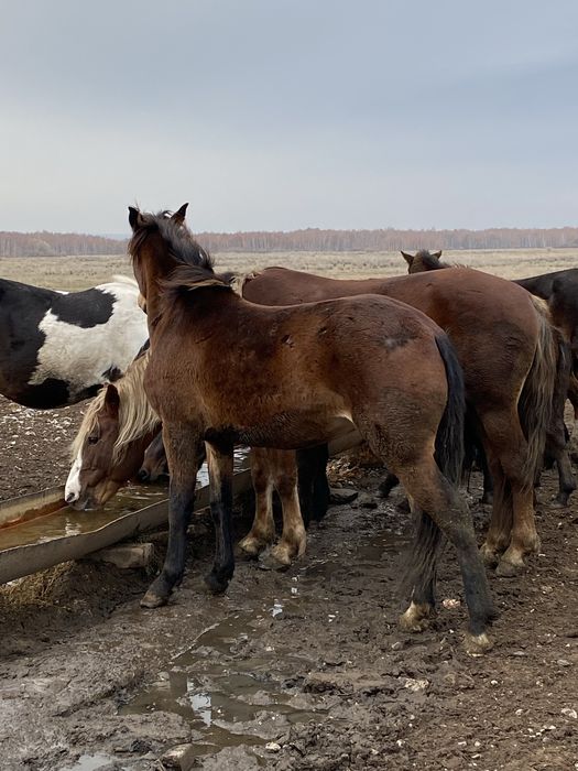 Продам байталку на соғым