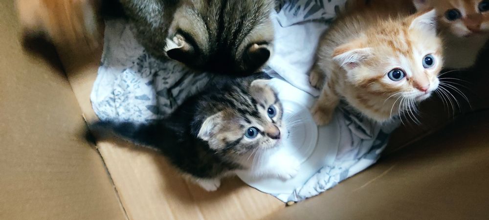 Дается в хорошие руки котенки