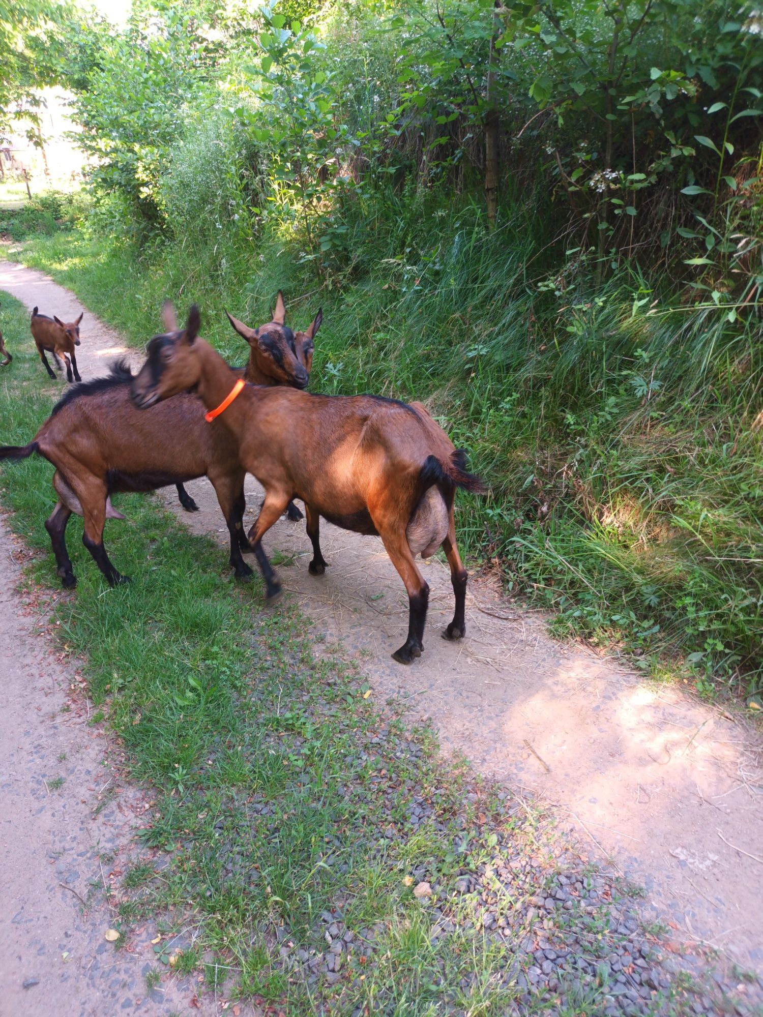 Capre Alpine franceze