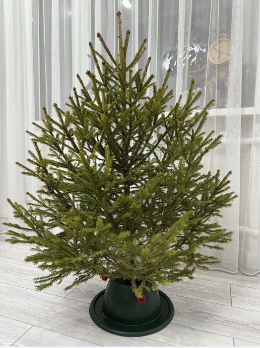 Новогодные живые елка и сосна