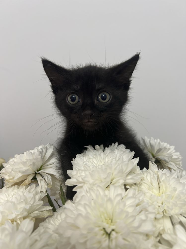Котик Марсик ищет семью