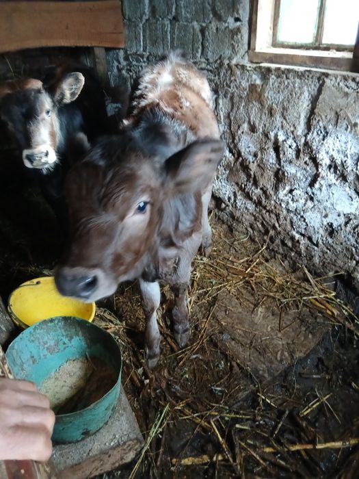 De vânzare 2 vitele