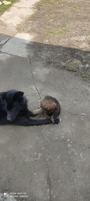 Собака очарка.                         .