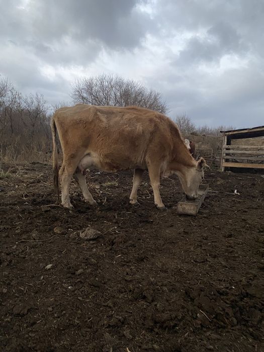Продается корова . Должна отелится январь или февраль