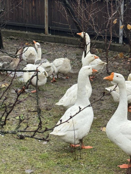 Gâște de gospodărie - 19 bucăți disponibile!