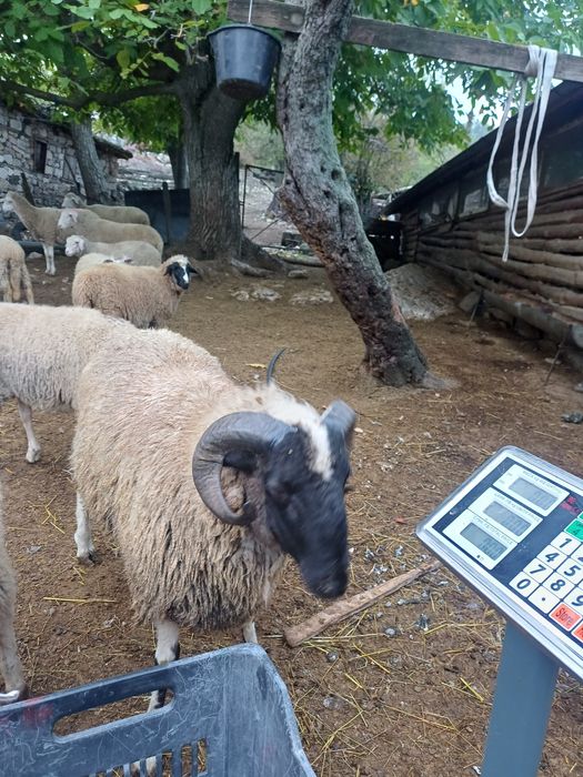 Продавам овен почти на 1 година